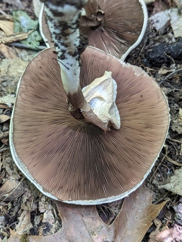 Flat-Top Agaricus (Agaricus placomyces)