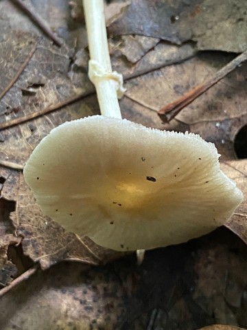 Wrinkled Fieldcap (Agrocybe rivulosa)