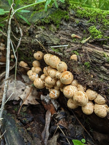 Scaly Ink Cap (Coprinopsis variegata)