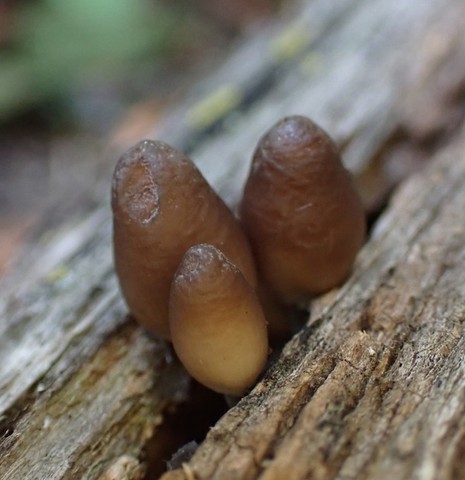 Clustered Bonnet (Mycena inclinata-IN01)