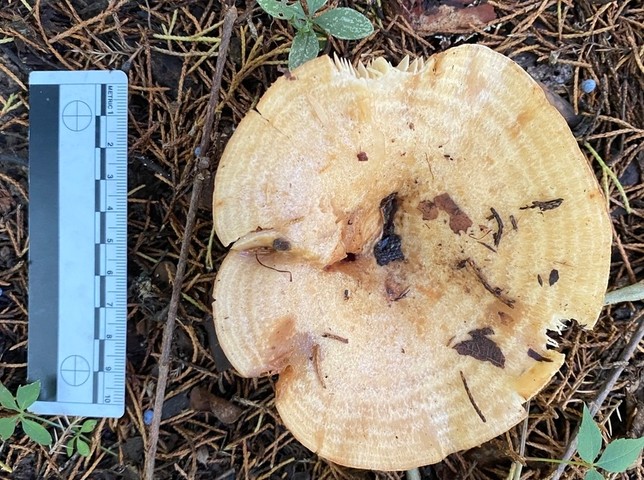 Acrid Lactarius (Lactarius psammicola)