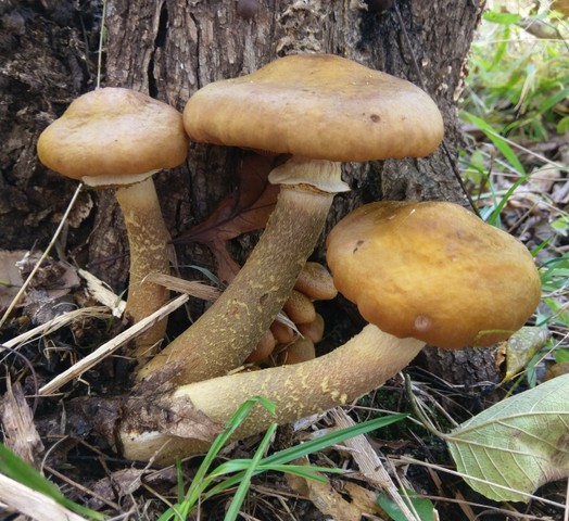 Yellow Honey Mushroom (Armillaria mellea)