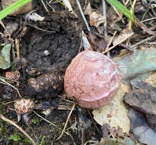 Dune Stinkhorn (Phallus hadriani)