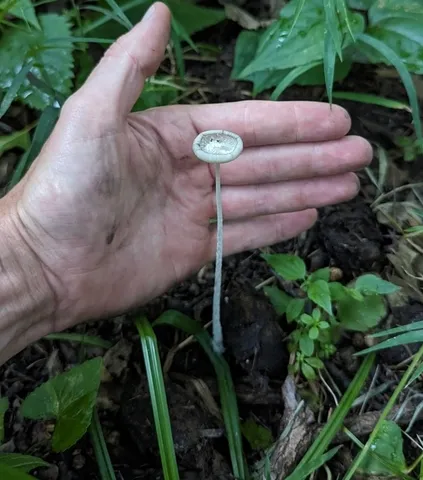 Coprinopsis pseudonivea