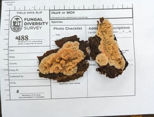 Trembling Crust (Merulius tremellosus)