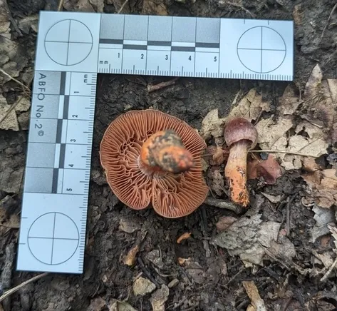 Tiffany's Webcap (Cortinarius tiffanyae)