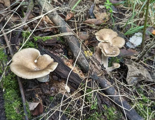 Bay Polypore (Picipes badius)
