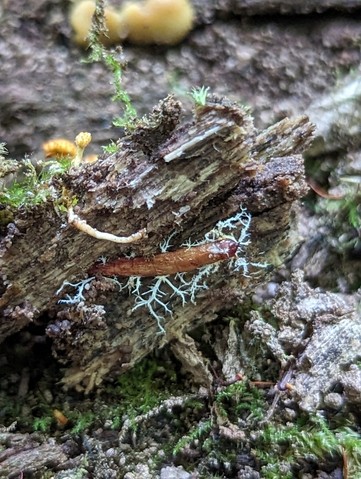 Cheeto Cordyceps (Ophiocordyceps variabilis)