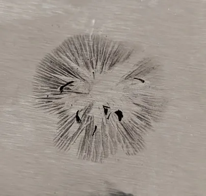 Wooly Brittlestem (Psathyrella vinosofulva)