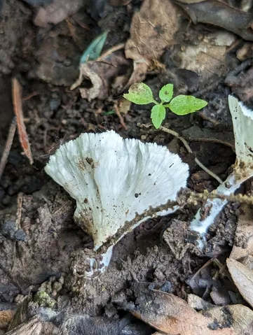 undefined (Cotylidia diaphana)