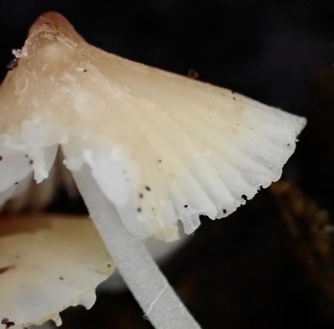 Eastern Tangerine Athena (Atheniella leptophylla)