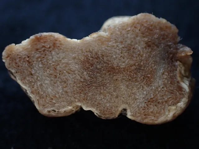 undefined (Hymenogaster spp.)