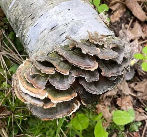 Turkey Tail (Trametes versicolor)