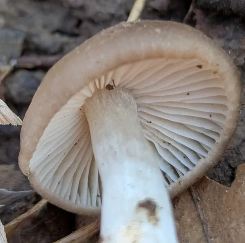 undefined (Entoloma sp. 'IN56')