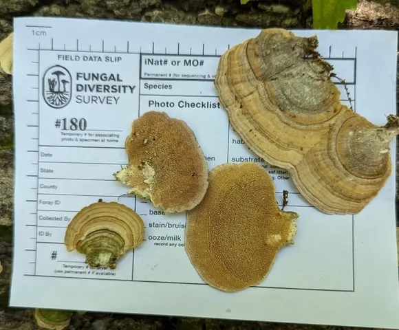 Violet-Toothed Polypore (Trichaptum biforme)