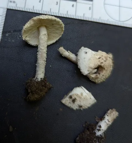 undefined (Cystolepiota cystidiosa)
