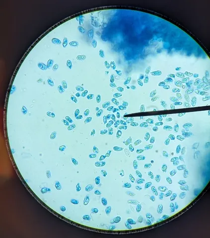 undefined (Mycena sp. 'IN6' (Mycena rutilantiformis))