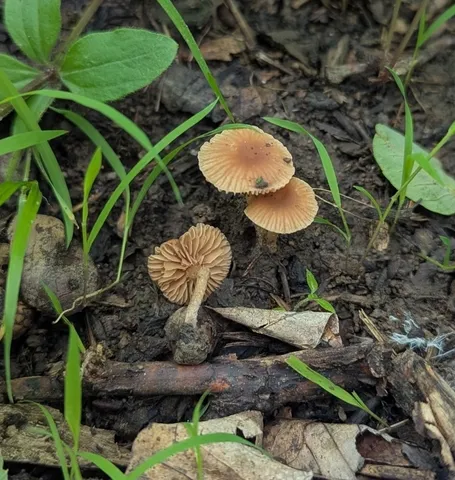 (Tubaria sp. 'MX01')