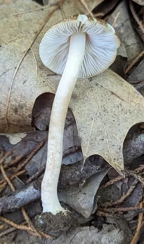 undefined (Inocybe sp-IN02)
