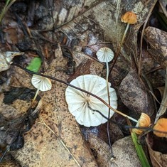 Rusty Pinwheel