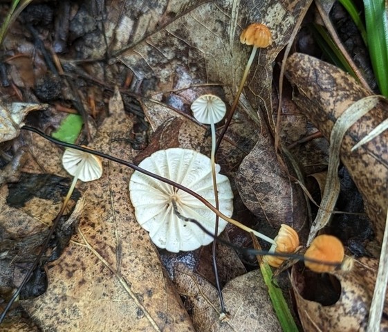 Rusty Pinwheel (Marasmius fulvoferrugineus)