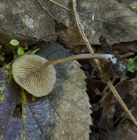 Dingy Twiglet (Simocybe centunculus)