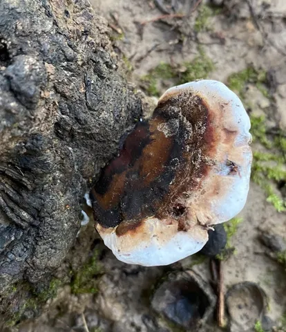 Ganoderma lobatum