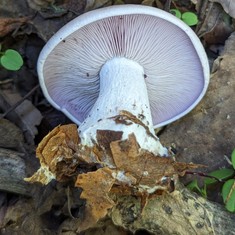 Blewit