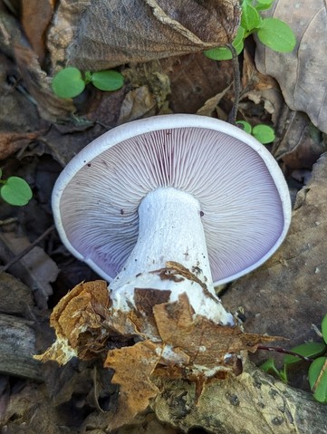 Blewit (Collybia nuda)