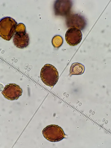 undefined (Hymenogaster spp.)