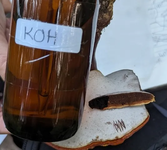 Golden Reishi (Ganoderma curtisii)