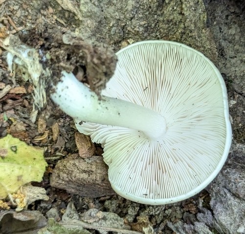 Scaly Shield (Pluteus petasatus)