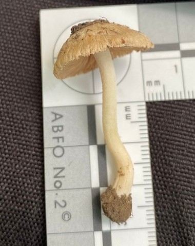 null (Inocybe velicopia)