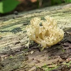 Crown-tipped Coral Fungus