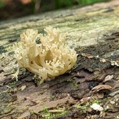 Crown-tipped Coral Fungus