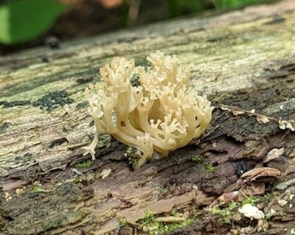 Crown-tipped Coral Fungus (Artomyces pyxidatus)