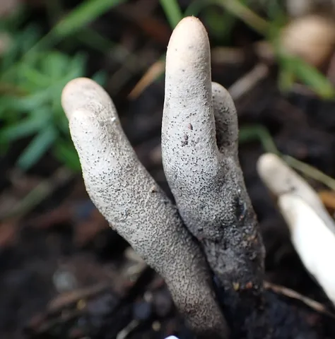 Xylaria sp-IN02