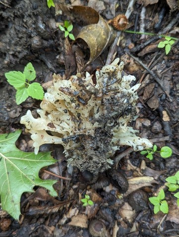 White Coral Jelly Fungus (Sebacina sparassoidea)