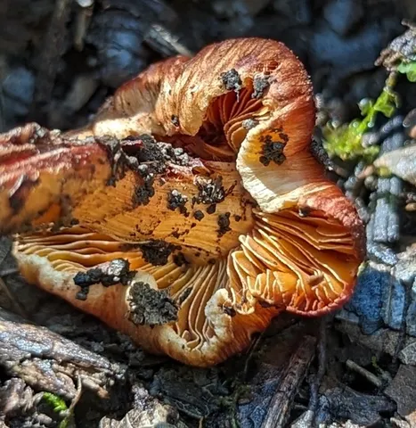 undefined (Inocybe sp-IN21)