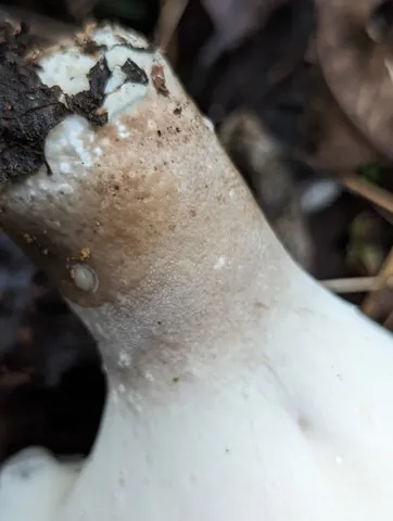 Bay Polypore (Picipes badius)