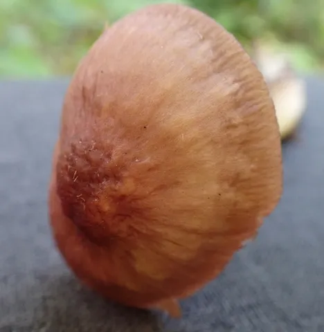 undefined (Mycena sp. 'IN6' (Mycena rutilantiformis))