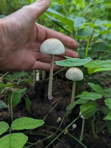 Antilles Panaeolus (Panaeolus antillarum)