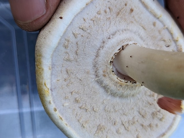 Flat-Top Agaricus (Agaricus placomyces)