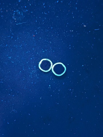 undefined (Elaphomyces sp.)