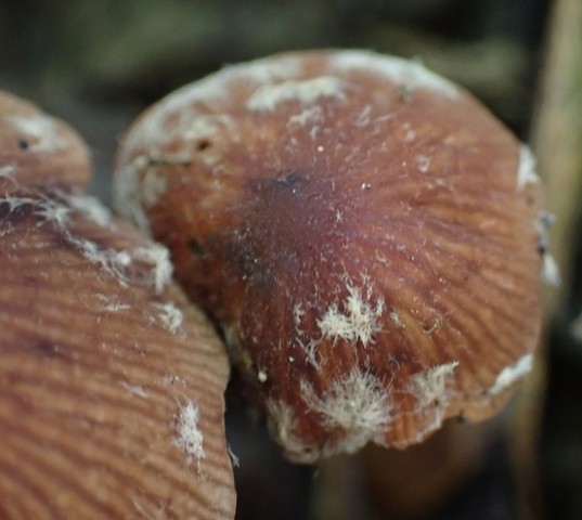 Wooly Brittlestem (Psathyrella vinosofulva)