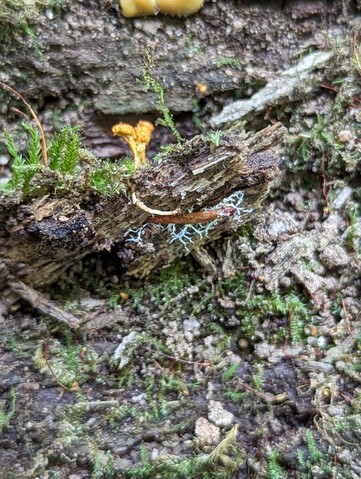 Cheeto Cordyceps (Ophiocordyceps variabilis)