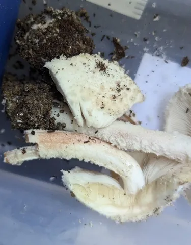 undefined (Cystolepiota cystidiosa)