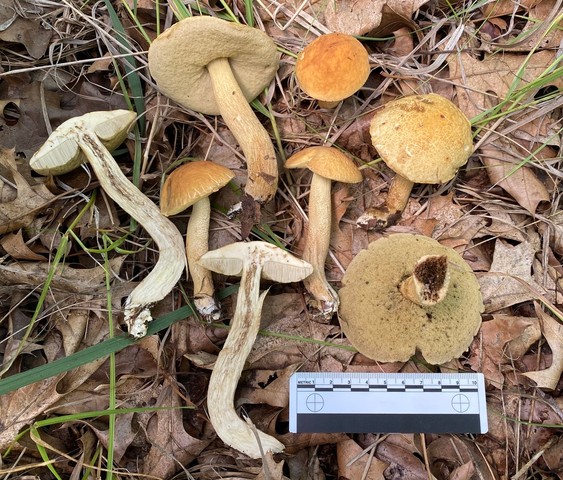 Wrinkled Bolete (Leccinellum rugosiceps)