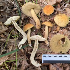 Wrinkled Bolete