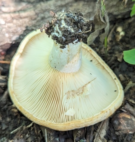 Acrid Lactarius (Lactarius psammicola)